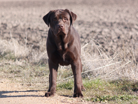 Labradores de la Salmantina - Cachorros labrador retriever chocolate - chocolates - cachorros - Rumors de Bocalán - Elliot el Dragón de Bocalán - Brisa del Mar Funny Girl - Iguazú de La Salmantina - Nilo de La Salmantina - Chablais Ethan - Penny Royal's Mattaponi - Ferrero Rocher de La Salmantina - Detian de La Salmantina - Winchester de La Salmantina