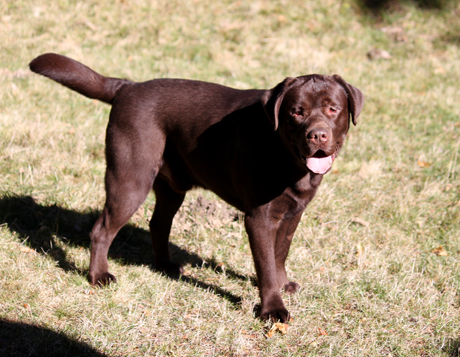 Labradores de la Salmantina - Cachorros labrador retriever chocolate - chocolates - cachorros - Rumors de Bocalán - Elliot el Dragón de Bocalán - Brisa del Mar Funny Girl - Iguazú de La Salmantina - Nilo de La Salmantina - Chablais Ethan - Penny Royal's Mattaponi - Ferrero Rocher de La Salmantina - Detian de La Salmantina - Winchester de La Salmantina