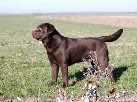 Labradores de la Salmantina - Cachorros labrador retriever chocolate - chocolates - cachorros - Rumors de Bocalán - Elliot el Dragón de Bocalán - Brisa del Mar Funny Girl - Iguazú de La Salmantina - Nilo de La Salmantina - Chablais Ethan - Penny Royal's Mattaponi - Ferrero Rocher de La Salmantina - Detian de La Salmantina - Winchester de La Salmantina