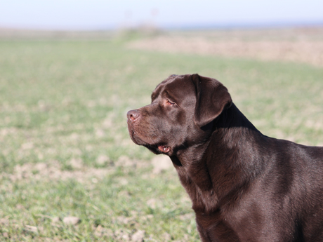 Labradores de la Salmantina - Cachorros labrador retriever chocolate - chocolates - cachorros - Rumors de Bocalán - Elliot el Dragón de Bocalán - Brisa del Mar Funny Girl - Iguazú de La Salmantina - Nilo de La Salmantina - Chablais Ethan - Penny Royal's Mattaponi - Ferrero Rocher de La Salmantina - Detian de La Salmantina - Winchester de La Salmantina