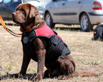 Labradores de la Salmantina - Cachorros labrador retriever chocolate - chocolates - cachorros - Rumors de Bocalán - Elliot el Dragón de Bocalán - Brisa del Mar Funny Girl - Iguazú de La Salmantina - Nilo de La Salmantina - Chablais Ethan - Penny Royal's Mattaponi - Ferrero Rocher de La Salmantina - Detian de La Salmantina - Winchester de La Salmantina