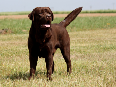 Labradores de la Salmantina - Cachorros labrador retriever chocolate - chocolates - cachorros - Rumors de Bocalán - Elliot el Dragón de Bocalán - Brisa del Mar Funny Girl - Iguazú de La Salmantina - Nilo de La Salmantina - Chablais Ethan - Penny Royal's Mattaponi - Ferrero Rocher de La Salmantina - Detian de La Salmantina - Winchester de La Salmantina