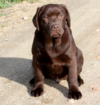 Labradores de la Salmantina - Cachorros labrador retriever chocolate - chocolates - cachorros - Rumors de Bocalán - Elliot el Dragón de Bocalán - Brisa del Mar Funny Girl - Iguazú de La Salmantina - Nilo de La Salmantina - Chablais Ethan - Penny Royal's Mattaponi - Ferrero Rocher de La Salmantina - Detian de La Salmantina - Winchester de La Salmantina