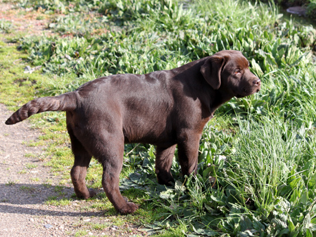 Labradores de la Salmantina - Cachorros labrador retriever chocolate - chocolates - cachorros - Rumors de Bocalán - Elliot el Dragón de Bocalán - Brisa del Mar Funny Girl - Iguazú de La Salmantina - Nilo de La Salmantina - Chablais Ethan - Penny Royal's Mattaponi - Ferrero Rocher de La Salmantina - Detian de La Salmantina - Winchester de La Salmantina