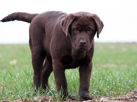 Labradores de la Salmantina - Cachorros labrador retriever chocolate - chocolates - cachorros - Rumors de Bocalán - Elliot el Dragón de Bocalán - Brisa del Mar Funny Girl - Iguazú de La Salmantina - Nilo de La Salmantina - Chablais Ethan - Penny Royal's Mattaponi - Ferrero Rocher de La Salmantina - Detian de La Salmantina - Winchester de La Salmantina