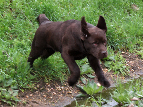 Labradores de la Salmantina - Cachorros labrador retriever chocolate - chocolates - cachorros - Rumors de Bocalán - Elliot el Dragón de Bocalán - Brisa del Mar Funny Girl - Iguazú de La Salmantina - Nilo de La Salmantina - Chablais Ethan - Penny Royal's Mattaponi - Ferrero Rocher de La Salmantina - Detian de La Salmantina - Winchester de La Salmantina