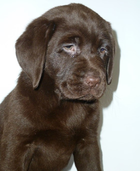 Labradores de la Salmantina - Cachorros labrador retriever chocolate - chocolates - cachorros - Rumors de Bocalán - Elliot el Dragón de Bocalán - Brisa del Mar Funny Girl - Iguazú de La Salmantina - Nilo de La Salmantina - Chablais Ethan - Penny Royal's Mattaponi - Ferrero Rocher de La Salmantina - Detian de La Salmantina - Winchester de La Salmantina