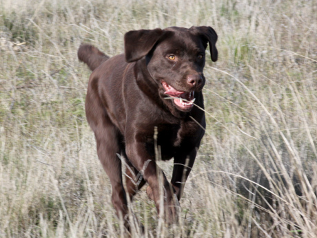 Labradores de la Salmantina - Cachorros labrador retriever chocolate - chocolates - cachorros - Rumors de Bocalán - Elliot el Dragón de Bocalán - Brisa del Mar Funny Girl - Iguazú de La Salmantina - Nilo de La Salmantina - Chablais Ethan - Penny Royal's Mattaponi - Ferrero Rocher de La Salmantina - Detian de La Salmantina - Winchester de La Salmantina