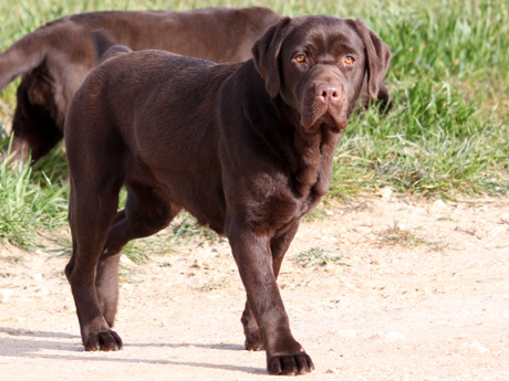 Labradores de la Salmantina - Cachorros labrador retriever chocolate - chocolates - cachorros - Rumors de Bocalán - Elliot el Dragón de Bocalán - Brisa del Mar Funny Girl - Iguazú de La Salmantina - Nilo de La Salmantina - Chablais Ethan - Penny Royal's Mattaponi - Ferrero Rocher de La Salmantina - Detian de La Salmantina - Winchester de La Salmantina
