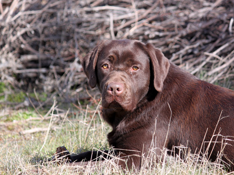 Labradores de la Salmantina - Cachorros labrador retriever chocolate - chocolates - cachorros - Rumors de Bocalán - Elliot el Dragón de Bocalán - Brisa del Mar Funny Girl - Iguazú de La Salmantina - Nilo de La Salmantina - Chablais Ethan - Penny Royal's Mattaponi - Ferrero Rocher de La Salmantina - Detian de La Salmantina - Winchester de La Salmantina
