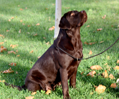 Labradores de la Salmantina - Cachorros labrador retriever chocolate - chocolates - cachorros - Rumors de Bocalán - Elliot el Dragón de Bocalán - Brisa del Mar Funny Girl - Iguazú de La Salmantina - Nilo de La Salmantina - Chablais Ethan - Penny Royal's Mattaponi - Ferrero Rocher de La Salmantina - Detian de La Salmantina - Winchester de La Salmantina