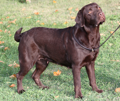 Labradores de la Salmantina - Cachorros labrador retriever chocolate - chocolates - cachorros - Rumors de Bocalán - Elliot el Dragón de Bocalán - Brisa del Mar Funny Girl - Iguazú de La Salmantina - Nilo de La Salmantina - Chablais Ethan - Penny Royal's Mattaponi - Ferrero Rocher de La Salmantina - Detian de La Salmantina - Winchester de La Salmantina