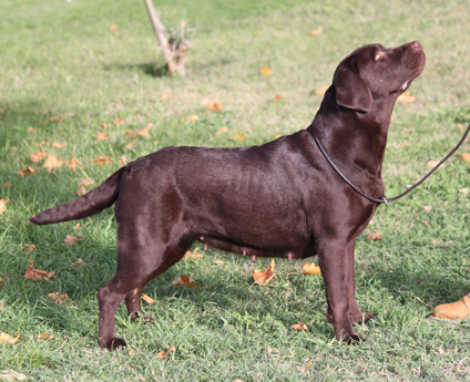 Labradores de la Salmantina - Cachorros labrador retriever chocolate - chocolates - cachorros - Rumors de Bocalán - Elliot el Dragón de Bocalán - Brisa del Mar Funny Girl - Iguazú de La Salmantina - Nilo de La Salmantina - Chablais Ethan - Penny Royal's Mattaponi - Ferrero Rocher de La Salmantina - Detian de La Salmantina - Winchester de La Salmantina