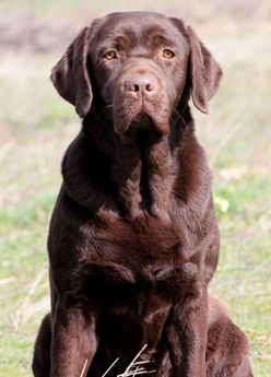 Labradores de la Salmantina - Cachorros labrador retriever chocolate - chocolates - cachorros - Rumors de Bocalán - Elliot el Dragón de Bocalán - Brisa del Mar Funny Girl - Iguazú de La Salmantina - Nilo de La Salmantina - Chablais Ethan - Penny Royal's Mattaponi - Ferrero Rocher de La Salmantina - Detian de La Salmantina - Winchester de La Salmantina