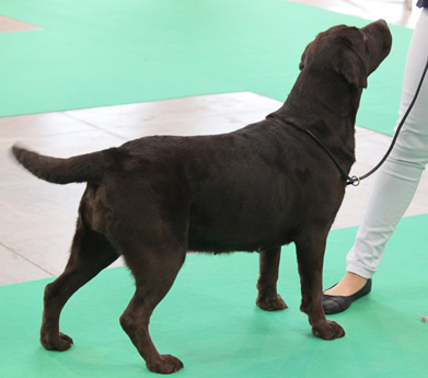 alt="Labradores de la Salmantina - Cachorros labrador retriever chocolate - chocolates - cachorros - Rumors de Bocalán - Elliot el Dragón de Bocalán - Brisa del Mar Funny Girl - Iguazú de La Salmantina - Nilo de La Salmantina - Chablais Ethan - Penny Royal's Mattaponi - Chablais Ethan"