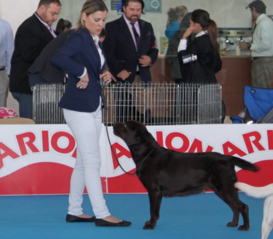 alt="Labradores de la Salmantina - Cachorros labrador retriever chocolate - chocolates - cachorros - Rumors de Bocalán - Elliot el Dragón de Bocalán - Brisa del Mar Funny Girl - Iguazú de La Salmantina - Nilo de La Salmantina - Chablais Ethan - Penny Royal's Mattaponi - Chablais Ethan"