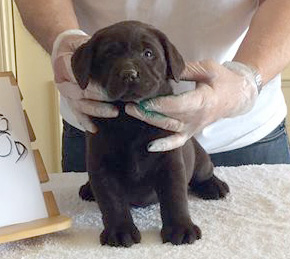 Labradores de la Salmantina - Cachorros labrador retriever chocolate - chocolates - cachorros - Rumors de Bocalán - Elliot el Dragón de Bocalán - Brisa del Mar Funny Girl - Iguazú de La Salmantina - Nilo de La Salmantina - Chablais Ethan - Penny Royal's Mattaponi - Ferrero Rocher de La Salmantina - Detian de La Salmantina - Winchester de La Salmantina