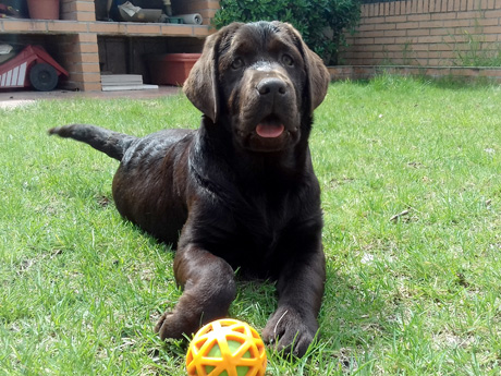 Labradores de la Salmantina - Cachorros labrador retriever chocolate - chocolates - cachorros - Rumors de Bocalán - Elliot el Dragón de Bocalán - Brisa del Mar Funny Girl - Iguazú de La Salmantina - Nilo de La Salmantina - Chablais Ethan - Penny Royal's Mattaponi - Ferrero Rocher de La Salmantina - Detian de La Salmantina - Winchester de La Salmantina