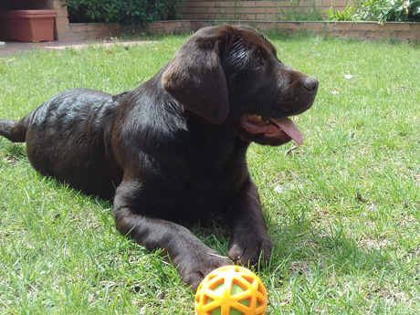 Labradores de la Salmantina - Cachorros labrador retriever chocolate - chocolates - cachorros - Rumors de Bocalán - Elliot el Dragón de Bocalán - Brisa del Mar Funny Girl - Iguazú de La Salmantina - Nilo de La Salmantina - Chablais Ethan - Penny Royal's Mattaponi - Ferrero Rocher de La Salmantina - Detian de La Salmantina - Winchester de La Salmantina