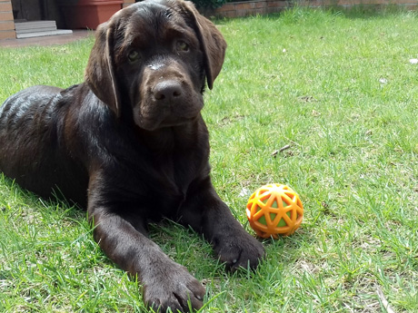 Labradores de la Salmantina - Cachorros labrador retriever chocolate - chocolates - cachorros - Rumors de Bocalán - Elliot el Dragón de Bocalán - Brisa del Mar Funny Girl - Iguazú de La Salmantina - Nilo de La Salmantina - Chablais Ethan - Penny Royal's Mattaponi - Ferrero Rocher de La Salmantina - Detian de La Salmantina - Winchester de La Salmantina