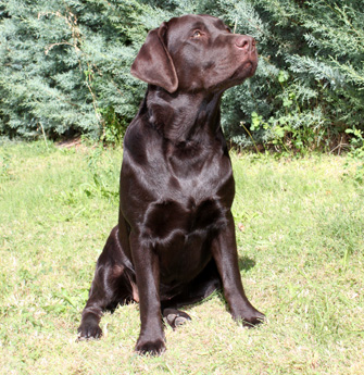 Labradores de la Salmantina - Cachorros labrador retriever chocolate - chocolates - cachorros - Rumors de Bocalán - Elliot el Dragón de Bocalán - Brisa del Mar Funny Girl - Iguazú de La Salmantina - Nilo de La Salmantina - Chablais Ethan - Penny Royal's Mattaponi - Ferrero Rocher de La Salmantina - Detian de La Salmantina - Winchester de La Salmantina