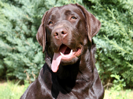 Labradores de la Salmantina - Cachorros labrador retriever chocolate - chocolates - cachorros - Rumors de Bocalán - Elliot el Dragón de Bocalán - Brisa del Mar Funny Girl - Iguazú de La Salmantina - Nilo de La Salmantina - Chablais Ethan - Penny Royal's Mattaponi - Ferrero Rocher de La Salmantina - Detian de La Salmantina - Winchester de La Salmantina