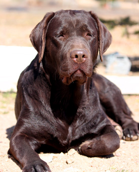 Labradores de la Salmantina - Cachorros labrador retriever chocolate - chocolates - cachorros - Rumors de Bocalán - Elliot el Dragón de Bocalán - Brisa del Mar Funny Girl - Iguazú de La Salmantina - Nilo de La Salmantina - Chablais Ethan - Penny Royal's Mattaponi - Ferrero Rocher de La Salmantina - Detian de La Salmantina - Winchester de La Salmantina