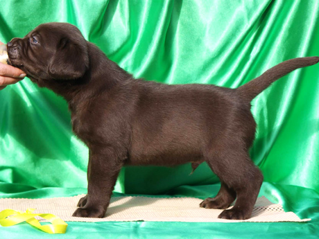 Labradores de la Salmantina - Cachorros labrador retriever chocolate - chocolates - cachorros - Rumors de Bocalán - Elliot el Dragón de Bocalán - Brisa del Mar Funny Girl - Iguazú de La Salmantina - Nilo de La Salmantina - Chablais Ethan - Penny Royal's Mattaponi - Ferrero Rocher de La Salmantina - Detian de La Salmantina - Winchester de La Salmantina