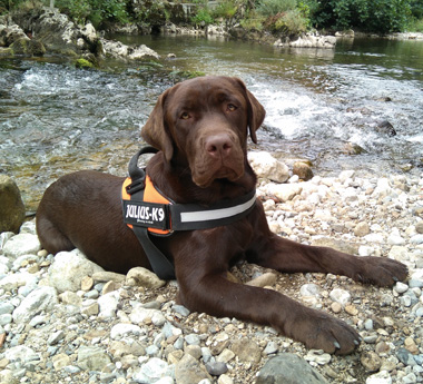 Labradores de la Salmantina - Cachorros labrador retriever chocolate - chocolates - cachorros - Rumors de Bocalán - Elliot el Dragón de Bocalán - Brisa del Mar Funny Girl - Iguazú de La Salmantina - Nilo de La Salmantina - Chablais Ethan - Penny Royal's Mattaponi - Ferrero Rocher de La Salmantina - Detian de La Salmantina - Winchester de La Salmantina