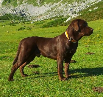 Labradores de la Salmantina - Cachorros labrador retriever chocolate - chocolates - cachorros - Rumors de Bocalán - Elliot el Dragón de Bocalán - Brisa del Mar Funny Girl - Iguazú de La Salmantina - Nilo de La Salmantina - Chablais Ethan - Penny Royal's Mattaponi - Ferrero Rocher de La Salmantina - Detian de La Salmantina - Winchester de La Salmantina