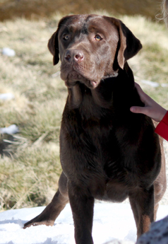 Labradores de la Salmantina - Cachorros labrador retriever chocolate - chocolates - cachorros - Rumors de Bocalán - Elliot el Dragón de Bocalán - Brisa del Mar Funny Girl - Iguazú de La Salmantina - Nilo de La Salmantina - Chablais Ethan - Penny Royal's Mattaponi - Ferrero Rocher de La Salmantina - Detian de La Salmantina - Winchester de La Salmantina