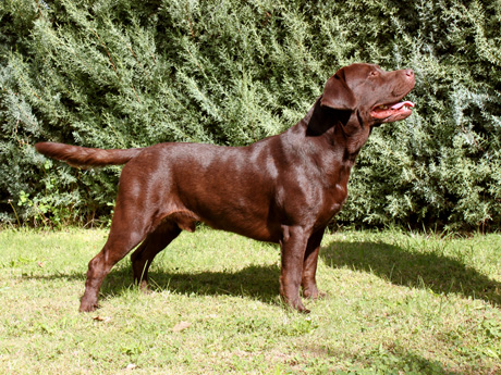 Labradores de la Salmantina - Cachorros labrador retriever chocolate - chocolates - cachorros - Rumors de Bocalán - Elliot el Dragón de Bocalán - Brisa del Mar Funny Girl - Iguazú de La Salmantina - Nilo de La Salmantina - Chablais Ethan - Penny Royal's Mattaponi - Ferrero Rocher de La Salmantina - Detian de La Salmantina - Winchester de La Salmantina