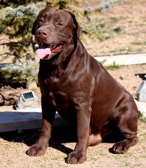 Labradores de la Salmantina - Cachorros labrador retriever chocolate - chocolates - cachorros - Rumors de Bocalán - Elliot el Dragón de Bocalán - Brisa del Mar Funny Girl - Iguazú de La Salmantina - Nilo de La Salmantina - Chablais Ethan - Penny Royal's Mattaponi - Ferrero Rocher de La Salmantina - Detian de La Salmantina - Winchester de La Salmantina