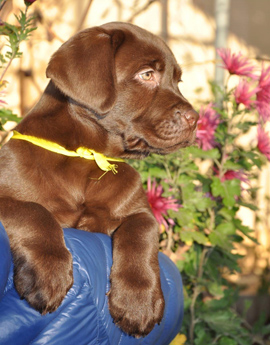 Labradores de la Salmantina - Cachorros labrador retriever chocolate - chocolates - cachorros - Rumors de Bocalán - Elliot el Dragón de Bocalán - Brisa del Mar Funny Girl - Iguazú de La Salmantina - Nilo de La Salmantina - Chablais Ethan - Penny Royal's Mattaponi - Ferrero Rocher de La Salmantina - Detian de La Salmantina - Winchester de La Salmantina