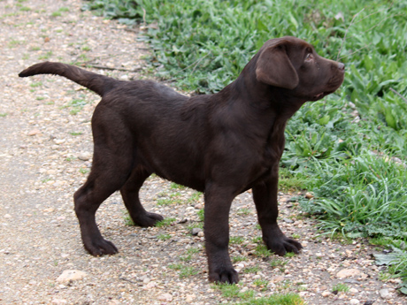 Labradores de la Salmantina - Cachorros labrador retriever chocolate - chocolates - cachorros - Rumors de Bocalán - Elliot el Dragón de Bocalán - Brisa del Mar Funny Girl - Iguazú de La Salmantina - Nilo de La Salmantina - Chablais Ethan - Penny Royal's Mattaponi - Ferrero Rocher de La Salmantina - Detian de La Salmantina - Winchester de La Salmantina