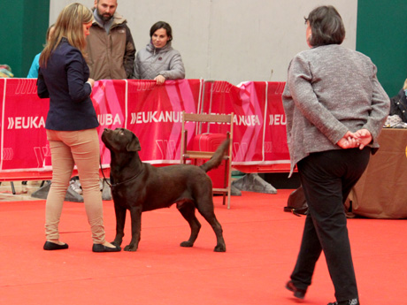 Labradores de la Salmantina - Cachorros labrador retriever chocolate - chocolates - cachorros - Rumors de Bocalán - Elliot el Dragón de Bocalán - Brisa del Mar Funny Girl - Iguazú de La Salmantina - Nilo de La Salmantina - Chablais Ethan - Penny Royal's Mattaponi - Ferrero Rocher de La Salmantina - Detian de La Salmantina - Winchester de La Salmantina