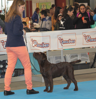 Labradores de la Salmantina - Cachorros labrador retriever chocolate - chocolates - cachorros - Rumors de Bocalán - Elliot el Dragón de Bocalán - Brisa del Mar Funny Girl - Iguazú de La Salmantina - Nilo de La Salmantina - Chablais Ethan - Penny Royal's Mattaponi - Ferrero Rocher de La Salmantina - Detian de La Salmantina - Winchester de La Salmantina