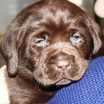 Labradores de la Salmantina - Cachorros labrador retriever chocolate - chocolates - cachorros - Rumors de Bocal&aacute;n - Elliot el Drag&oacute;n de Bocal&aacute;n - Brisa del Mar Funny Girl - Iguaz&uacute; de La Salmantina - Nilo de La Salmantina - Chablais Ethan - Penny Royal's Mattaponi - Ferrero Rocher de La Salmantina - Detian de La Salmantina - Winchester de La Salmantina