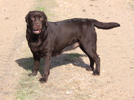 Labradores de la Salmantina - Cachorros labrador retriever chocolate - chocolates - cachorros - Rumors de Bocal&aacute;n - Elliot el Drag&oacute;n de Bocal&aacute;n - Brisa del Mar Funny Girl - Iguaz&uacute; de La Salmantina - Nilo de La Salmantina - Chablais Ethan - Penny Royal's Mattaponi - Ferrero Rocher de La Salmantina - Detian de La Salmantina - Winchester de La Salmantina