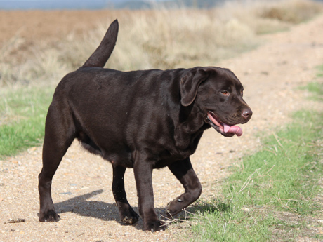 Labradores de la Salmantina - Cachorros labrador retriever chocolate - chocolates - cachorros - Rumors de Bocal&aacute;n - Elliot el Drag&oacute;n de Bocal&aacute;n - Brisa del Mar Funny Girl - Iguaz&uacute; de La Salmantina - Nilo de La Salmantina - Chablais Ethan - Penny Royal's Mattaponi - Ferrero Rocher de La Salmantina - Detian de La Salmantina - Winchester de La Salmantina
