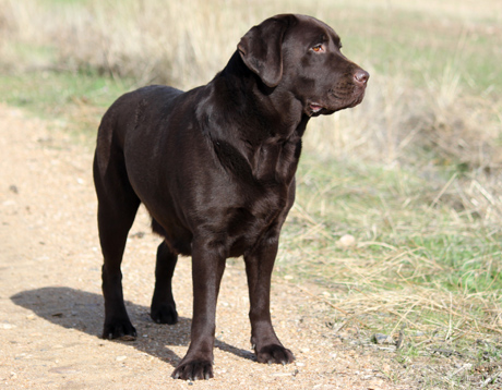 Labradores de la Salmantina - Cachorros labrador retriever chocolate - chocolates - cachorros - Rumors de Bocal&aacute;n - Elliot el Drag&oacute;n de Bocal&aacute;n - Brisa del Mar Funny Girl - Iguaz&uacute; de La Salmantina - Nilo de La Salmantina - Chablais Ethan - Penny Royal's Mattaponi - Ferrero Rocher de La Salmantina - Detian de La Salmantina - Winchester de La Salmantina