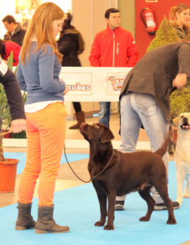 Labradores de la Salmantina - Cachorros labrador retriever chocolate - chocolates - cachorros - Rumors de Bocal&aacute;n - Elliot el Drag&oacute;n de Bocal&aacute;n - Brisa del Mar Funny Girl - Iguaz&uacute; de La Salmantina - Nilo de La Salmantina - Chablais Ethan - Penny Royal's Mattaponi - Ferrero Rocher de La Salmantina - Detian de La Salmantina - Winchester de La Salmantina
