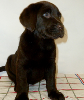 Labradores de la Salmantina - Cachorros labrador retriever chocolate - chocolates - cachorros - Rumors de Bocal&aacute;n - Elliot el Drag&oacute;n de Bocal&aacute;n - Brisa del Mar Funny Girl - Iguaz&uacute; de La Salmantina - Nilo de La Salmantina - Chablais Ethan - Penny Royal's Mattaponi - Ferrero Rocher de La Salmantina - Detian de La Salmantina - Winchester de La Salmantina