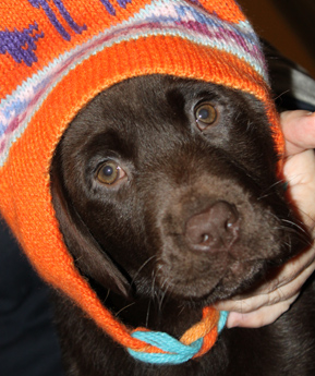 Labradores de la Salmantina - Cachorros labrador retriever chocolate - chocolates - cachorros - Rumors de Bocal&aacute;n - Elliot el Drag&oacute;n de Bocal&aacute;n - Brisa del Mar Funny Girl - Iguaz&uacute; de La Salmantina - Nilo de La Salmantina - Chablais Ethan - Penny Royal's Mattaponi - Ferrero Rocher de La Salmantina - Detian de La Salmantina - Winchester de La Salmantina