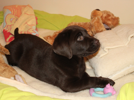 Labradores de la Salmantina - Cachorros labrador retriever chocolate - chocolates - cachorros - Rumors de Bocal&aacute;n - Elliot el Drag&oacute;n de Bocal&aacute;n - Brisa del Mar Funny Girl - Iguaz&uacute; de La Salmantina - Nilo de La Salmantina - Chablais Ethan - Penny Royal's Mattaponi - Ferrero Rocher de La Salmantina - Detian de La Salmantina - Winchester de La Salmantina