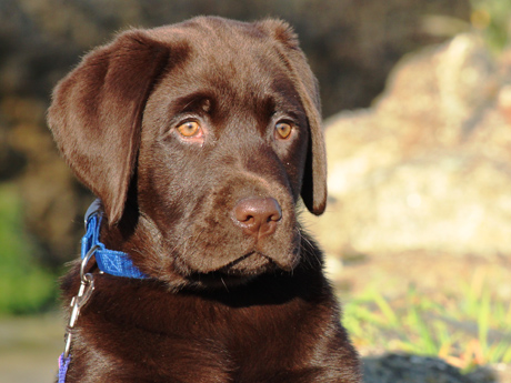 Labradores de la Salmantina - Cachorros labrador retriever chocolate - chocolates - cachorros - Rumors de Bocal&aacute;n - Elliot el Drag&oacute;n de Bocal&aacute;n - Brisa del Mar Funny Girl - Iguaz&uacute; de La Salmantina - Nilo de La Salmantina - Chablais Ethan - Penny Royal's Mattaponi - Ferrero Rocher de La Salmantina - Detian de La Salmantina - Winchester de La Salmantina