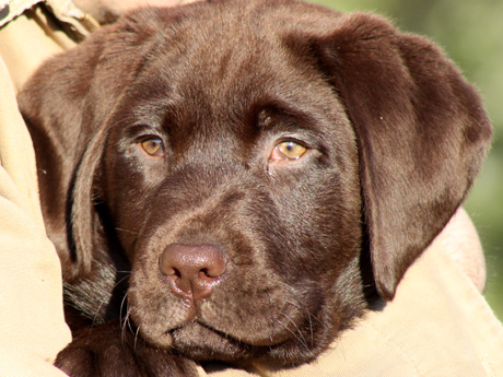 Labradores de la Salmantina - Cachorros labrador retriever chocolate - chocolates - cachorros - Rumors de Bocal&aacute;n - Elliot el Drag&oacute;n de Bocal&aacute;n - Brisa del Mar Funny Girl - Iguaz&uacute; de La Salmantina - Nilo de La Salmantina - Chablais Ethan - Penny Royal's Mattaponi - Ferrero Rocher de La Salmantina - Detian de La Salmantina - Winchester de La Salmantina