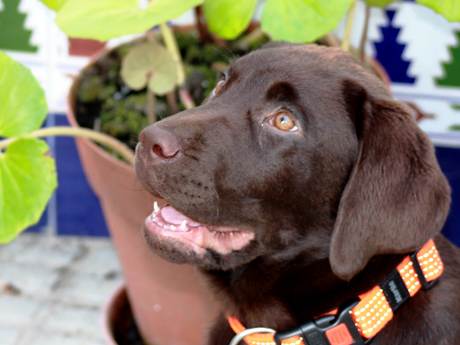 Labradores de la Salmantina - Cachorros labrador retriever chocolate - chocolates - cachorros - Rumors de Bocal&aacute;n - Elliot el Drag&oacute;n de Bocal&aacute;n - Brisa del Mar Funny Girl - Iguaz&uacute; de La Salmantina - Nilo de La Salmantina - Chablais Ethan - Penny Royal's Mattaponi - Ferrero Rocher de La Salmantina - Detian de La Salmantina - Winchester de La Salmantina