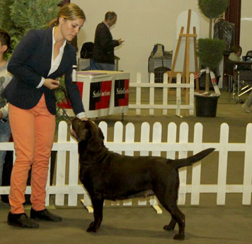 Labradores de la Salmantina - Cachorros labrador retriever chocolate - chocolates - cachorros - Rumors de Bocal&aacute;n - Elliot el Drag&oacute;n de Bocal&aacute;n - Brisa del Mar Funny Girl - Iguaz&uacute; de La Salmantina - Nilo de La Salmantina - Chablais Ethan - Penny Royal's Mattaponi - Ferrero Rocher de La Salmantina - Detian de La Salmantina - Winchester de La Salmantina