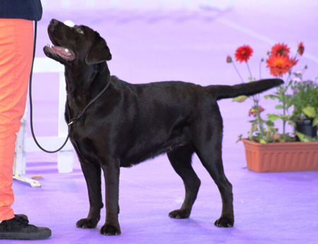 Labradores de la Salmantina - Cachorros labrador retriever chocolate - chocolates - cachorros - Rumors de Bocal&aacute;n - Elliot el Drag&oacute;n de Bocal&aacute;n - Brisa del Mar Funny Girl - Iguaz&uacute; de La Salmantina - Nilo de La Salmantina - Chablais Ethan - Penny Royal's Mattaponi - Ferrero Rocher de La Salmantina - Detian de La Salmantina - Winchester de La Salmantina
